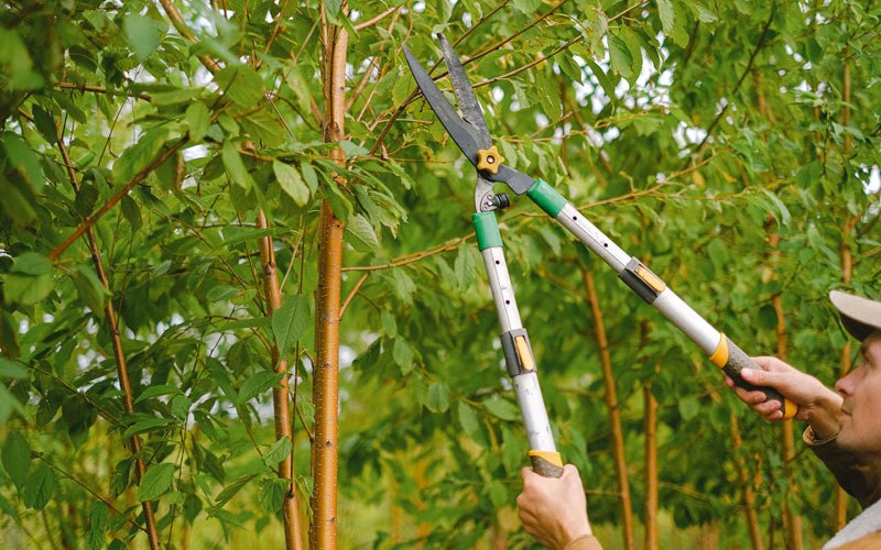 Tree trimming in Riverhead, NY